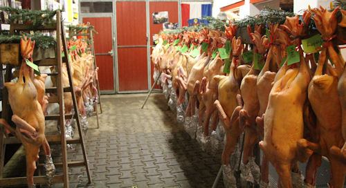 Weihnachtsgänse bei Bauer Burkard warten auf ihre Abholung