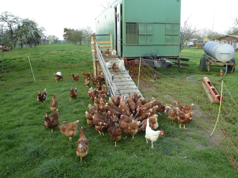 Das Hühnerhotel zum Schutz unserer freilaufenden Hühner